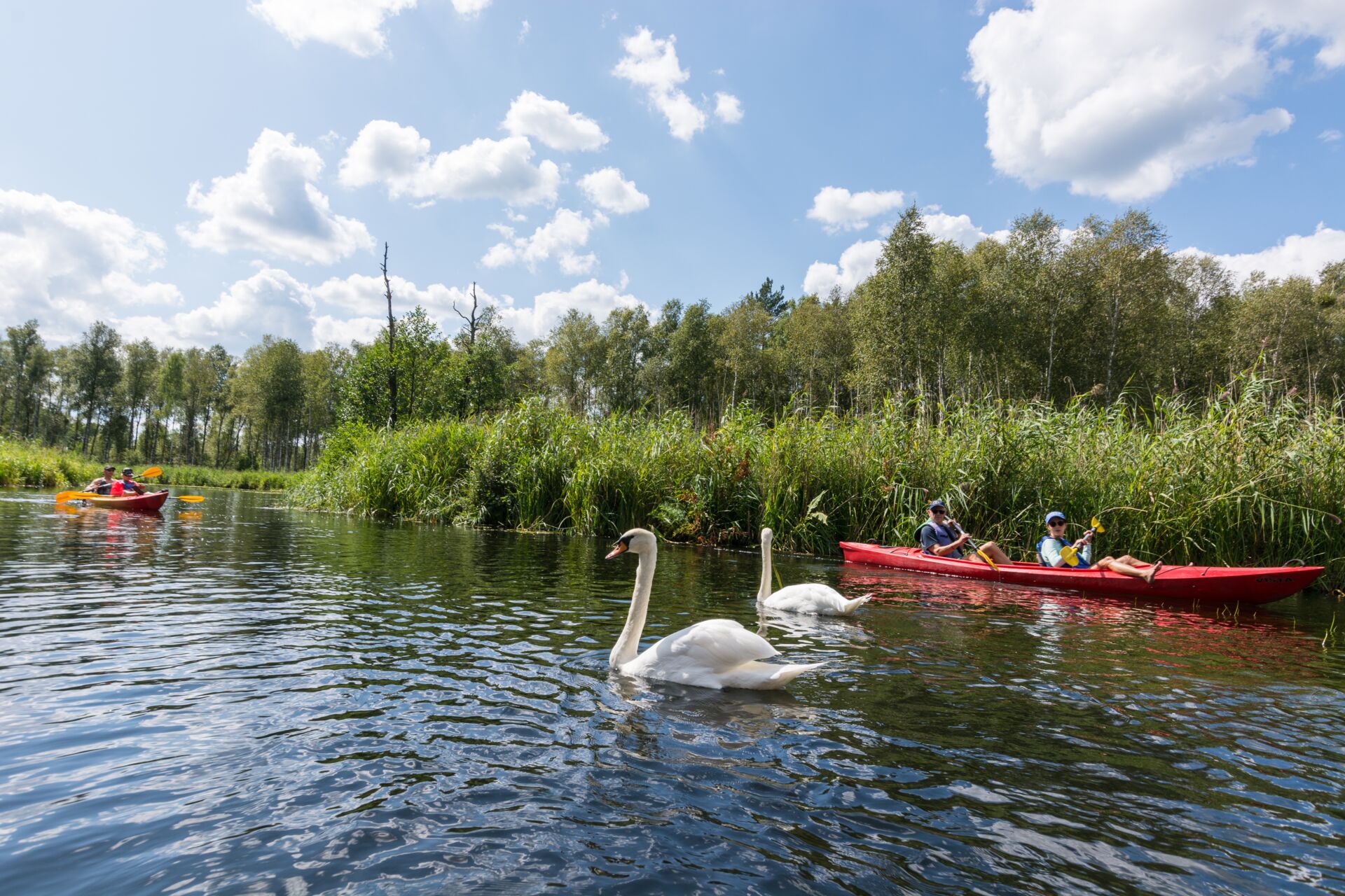 Zwei rotes Kajaks auf einem See in Masuren, mit zwei Schwänen im Vordergrund